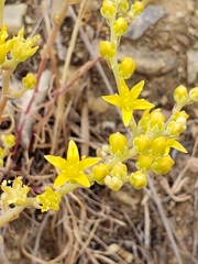 Dudleya multicaulis