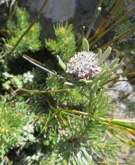 Leucadendron singulare