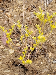 Dudleya multicaulis