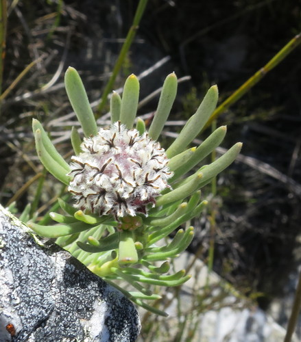 Image of Leucadendron singulare by no rights reserved
