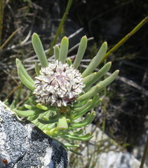 Leucadendron singulare