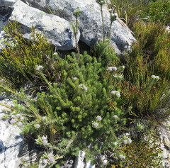 Leucadendron singulare