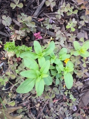 Myosotis scorpioides