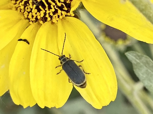 iNaturalist observation photo of Galerucini