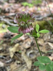 Trifolium reflexum