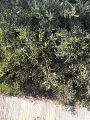 Acacia redolens