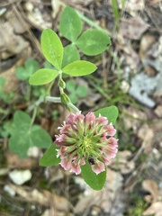 Trifolium reflexum