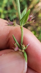 Micromeria graeca image