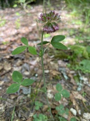 Trifolium reflexum