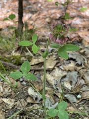 Trifolium reflexum