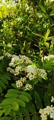 Sorbus aucuparia