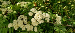 Sorbus aucuparia