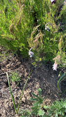 Clematis hirsutissima