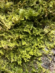 Metzgeria crassipilis