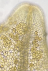 Metzgeria crassipilis