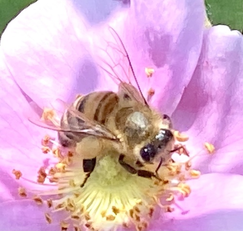 iNaturalist observation photo of Western Honey Bee
