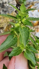 Mercurialis annua subsp. ambigua image