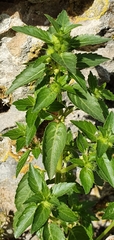 Mercurialis annua subsp. ambigua image
