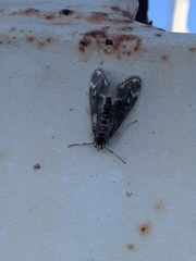 Hygraula