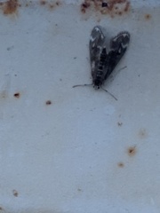 Hygraula