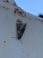 Hygraula