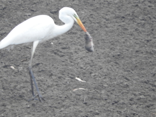 Arvicola italicus