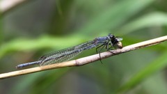 Pseudagrion salisburyense