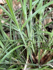 Carex hirsutella