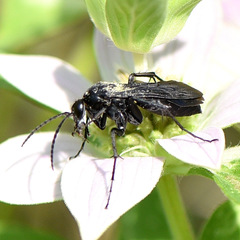Paracyphononyx funereus