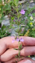 Micromeria graeca image