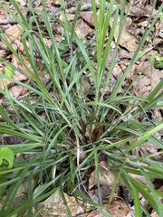 Carex hirsutella