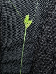 Carex hirsutella
