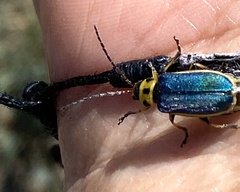 Trirhabda flavolimbata