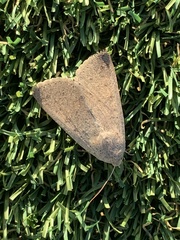 Pandesma submurina