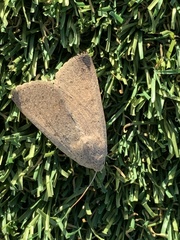Pandesma submurina