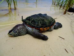 Malaclemys terrapin pileata
