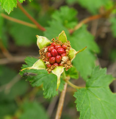 Rubus bartonianus