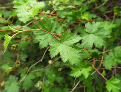 Rubus bartonianus