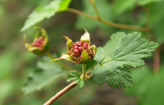 Rubus bartonianus