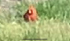 Cardinalis
