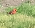 Cardinalis