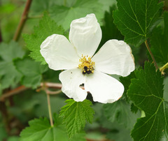 Rubus bartonianus