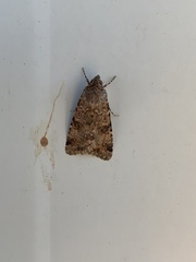 Heliothis punctifera