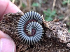 Ommatoiulus lusitanus