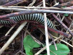 Ommatoiulus lusitanus