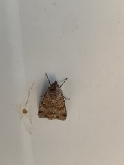 Heliothis punctifera