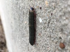 Ommatoiulus lusitanus