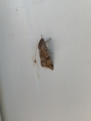 Heliothis punctifera
