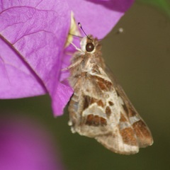 Thespieus macareus