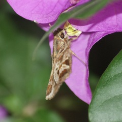 Thespieus macareus